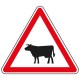 Proximité de passage d'animaux domestiques (vache)