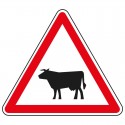 Proximité de passage d'animaux domestiques (vache)