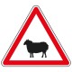 Proximité de passage d'animaux domestiques (mouton)