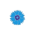 Pin's Bleuets